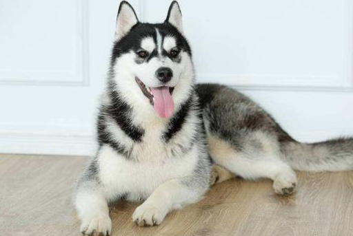 有一对夫妻,他们养了一只蠢萌的哈士奇,平时的时候他们自己睡在卧室里