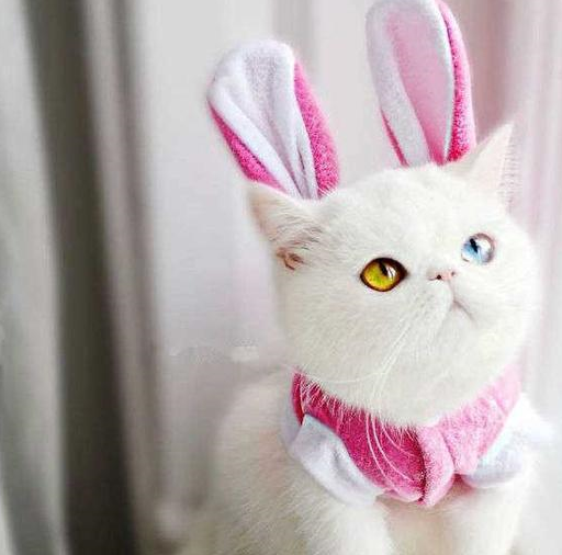 世界上眼睛最漂亮的猫,波斯猫只能靠边站,网友:这就是星辰大海