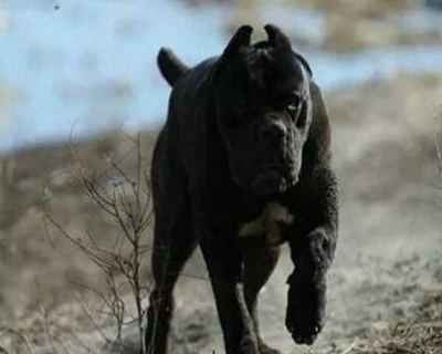 此犬被称为"犬中黑豹",曾服役于罗马军队,跟着主人纵横战场