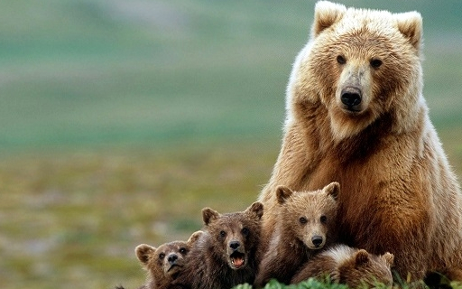 不要再为了自己的利益伤害动物了,它们不该是"艺术"的牺牲品
