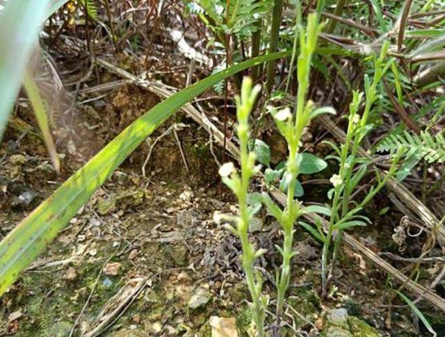 有的独脚金长得非常高,通常能长到12英尺高,同时也是一种非常薄的草