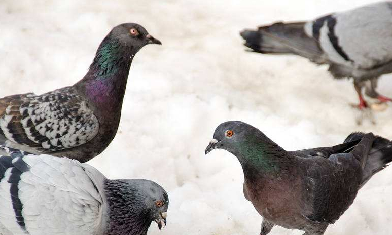 鸽子_太阳_地方