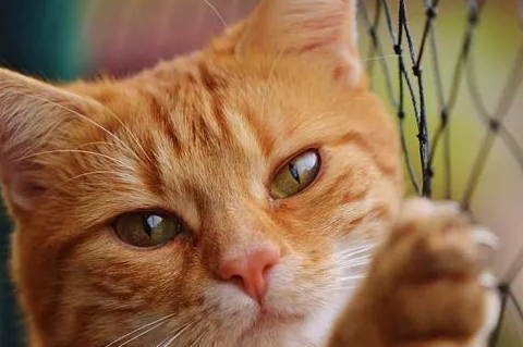 猫咪感情移动:如何阅读猫咪的脸