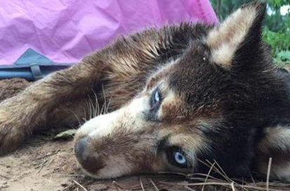 二哈:主人你不要我了吗?