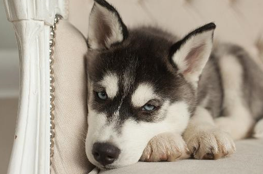 成年哈士奇的坏习惯是个性还是铲屎官没有找到应对方法所致