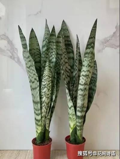 虎皮兰竟有这么多品种?每1种都别具一格,简单好养,你养过几种?