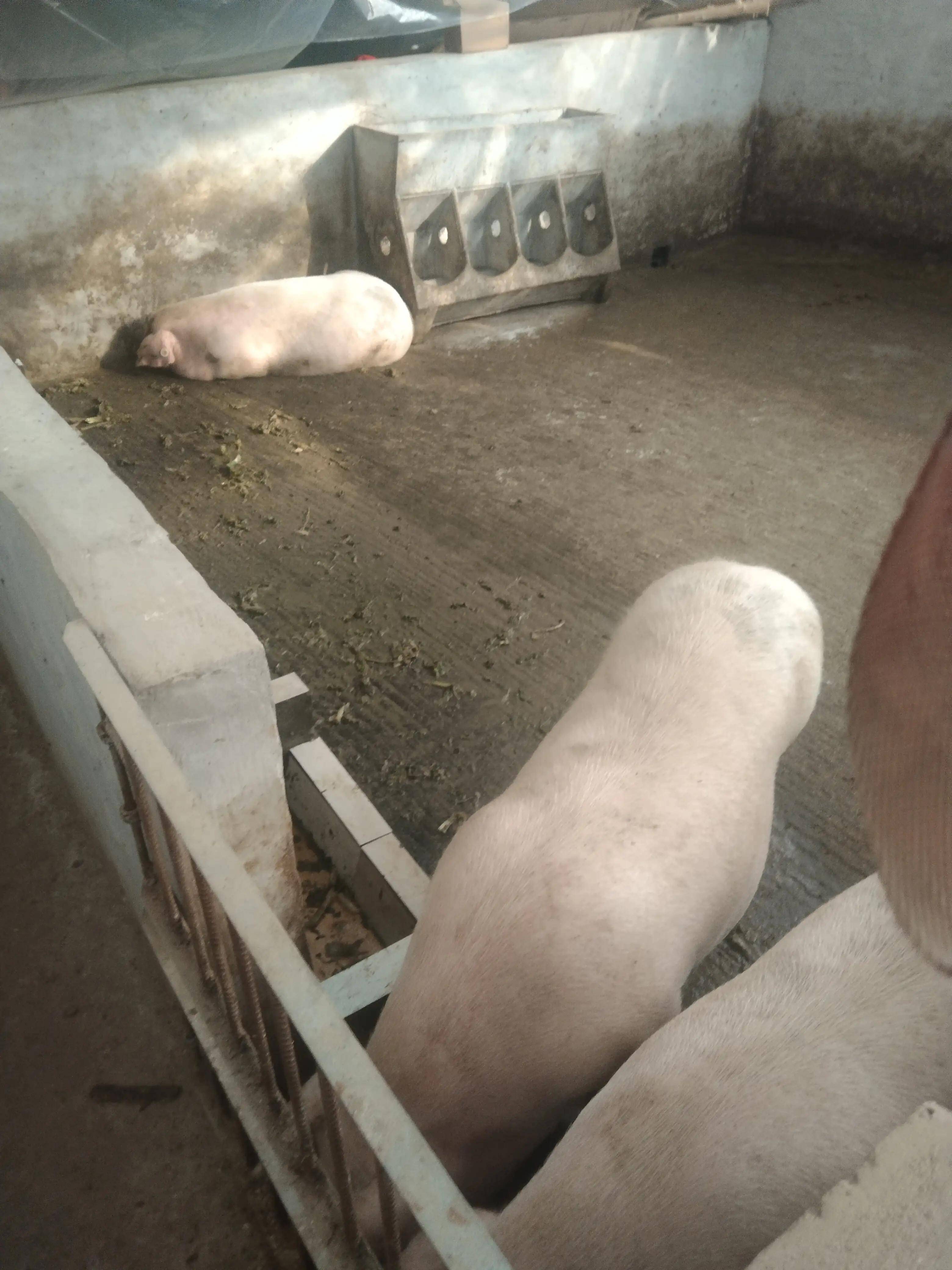 农村养猪,中国养猪网100头猪能赚多少钱?