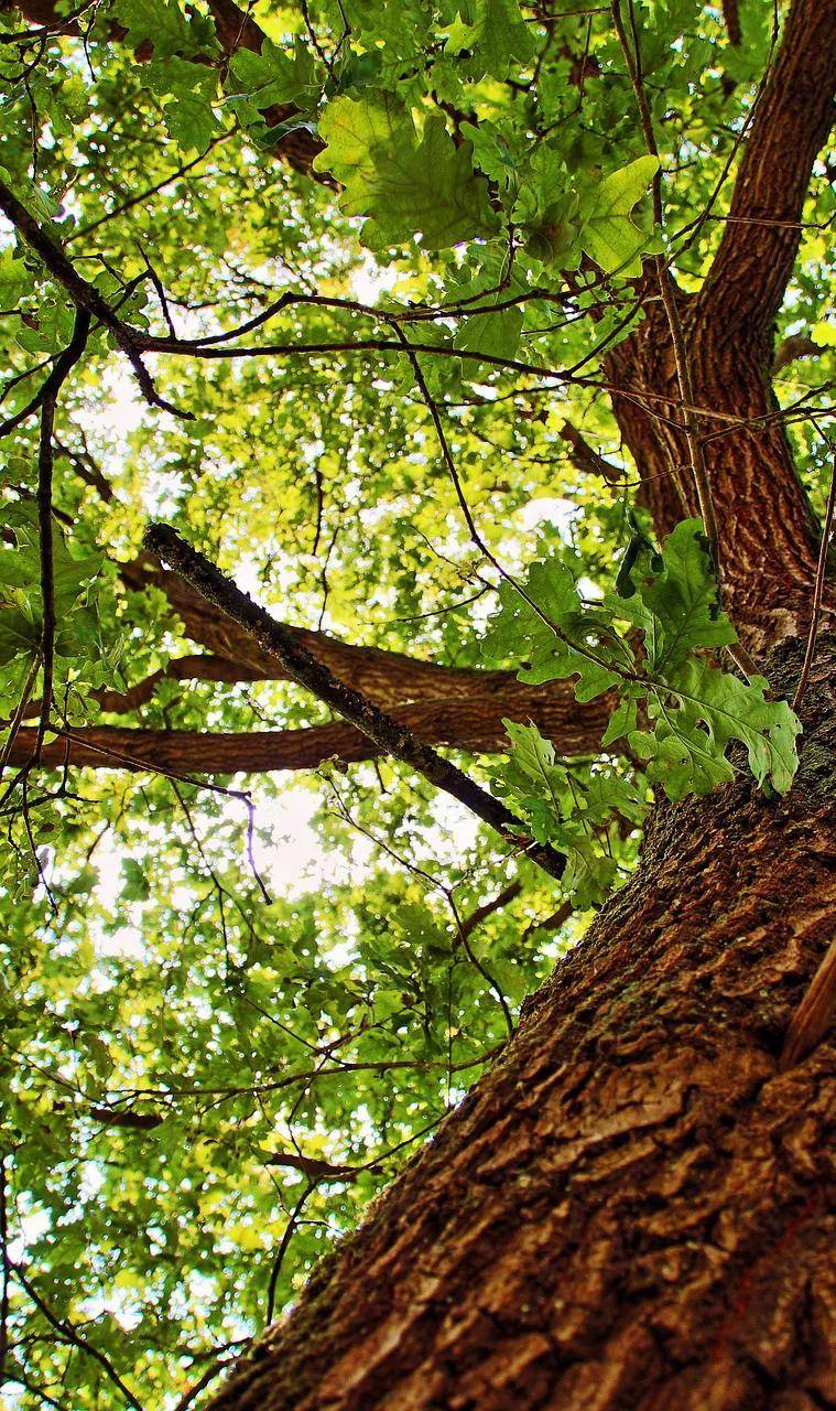 读城〕种一棵橡树