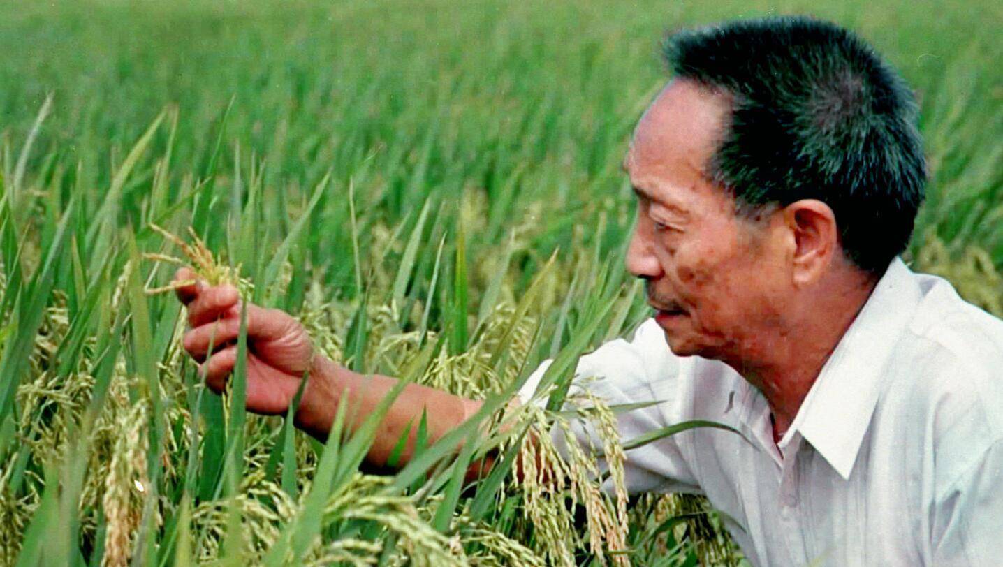 这本全国唯一的驾照,只有袁爷爷手里的一本_袁隆平_杂交_水稻