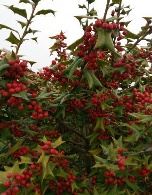 家中种植枸骨有什么用,知道吗?