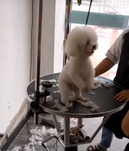 比熊犬去修剪毛发,对工作人员做这动作,网友:有情商的狗啊!