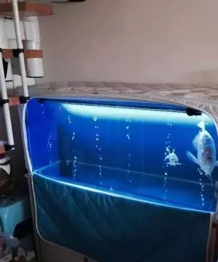 这位鱼友给出了优秀答案,直接扔雪地这么过!_鱼缸_棉被_雪景