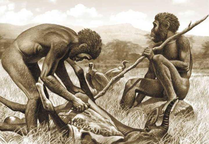 黑猩猩早已进入"石器时代",假以时日,它们会进化成新的人类吗