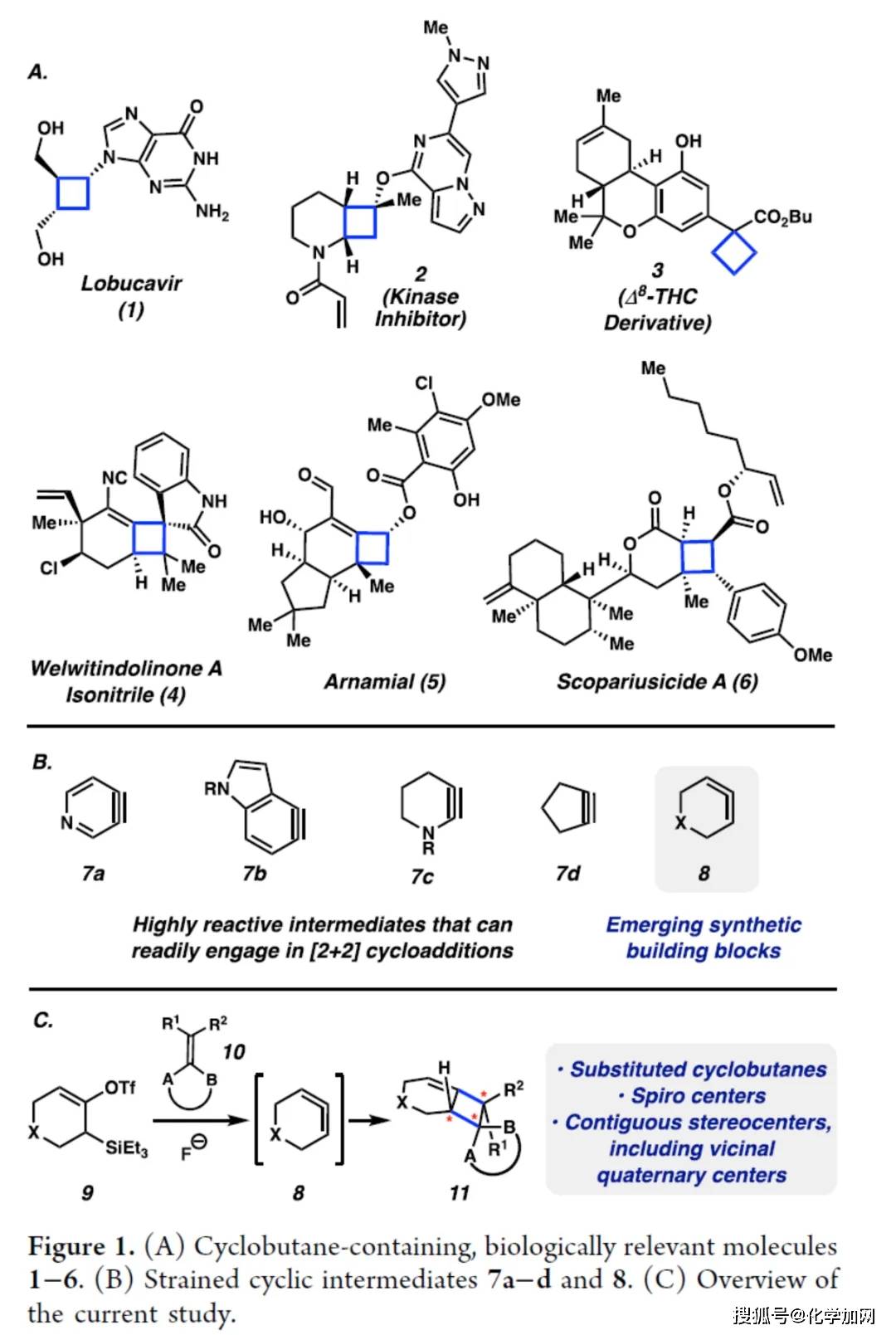 构建复杂环丁烷骨架