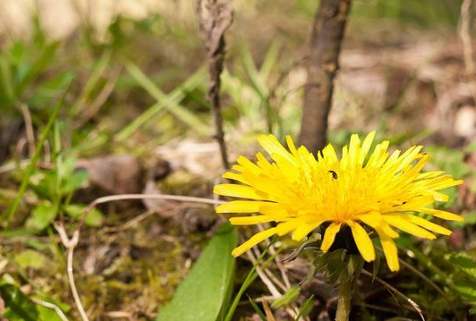 常用蒲公英泡水,身体4个部位会变好,知道的人不多,你知道吗?