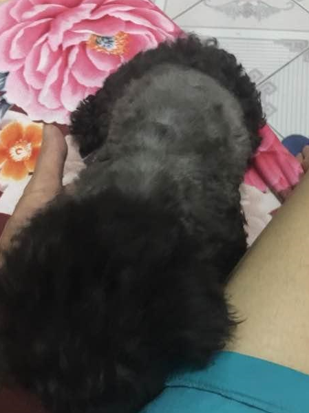 花了500买了一只黑泰迪,一个月后变成灰色了,宠主:真不想要了