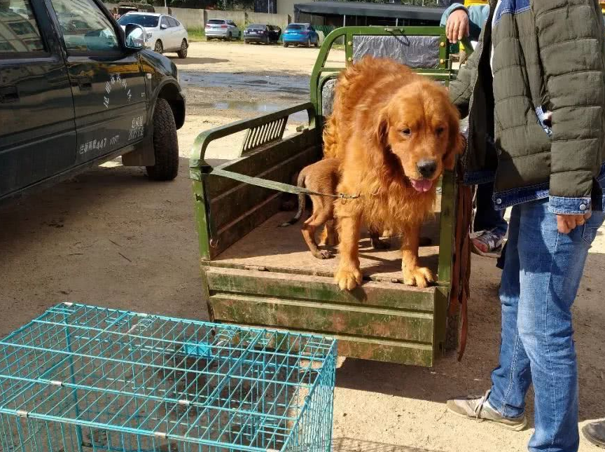 狗市到底有啥?成年犬幼犬肉用犬一应俱全,可别错过!