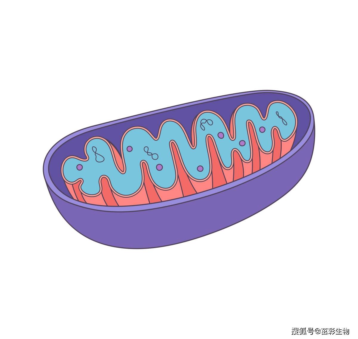 线粒体蛋白可以用GAPDH当内参吗?