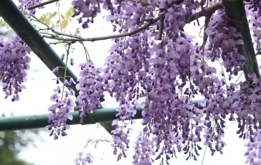 紫藤耐热,耐寒,较耐阴,喜光,向阳避风的地方栽培最适宜,在中国从南到