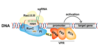 crispr/cas9系统的"百变"应用-转录调控篇