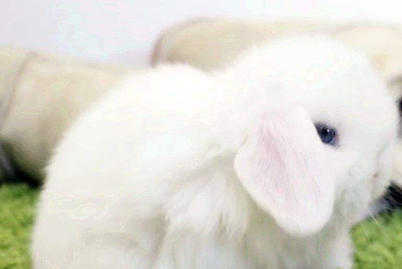 可爱兔子换季的时候也会脱毛,不过若是患上了皮肤病就很麻烦了!