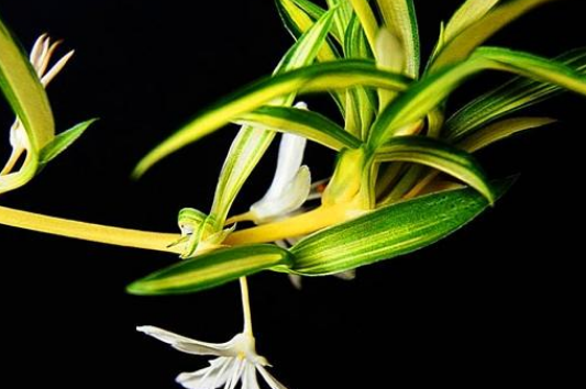 金边吊兰开花寓意者什么?这样养你也可以让它开花!