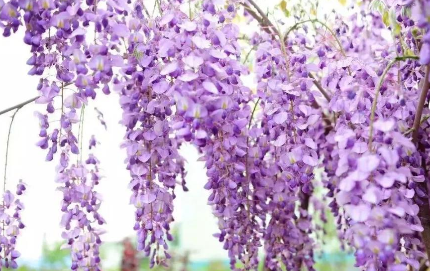 愿得一方小院,和你一起种花锄草