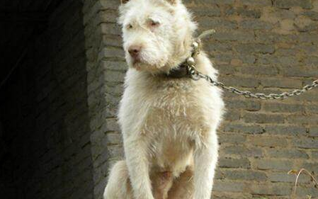 猎犬_猎物_四肢