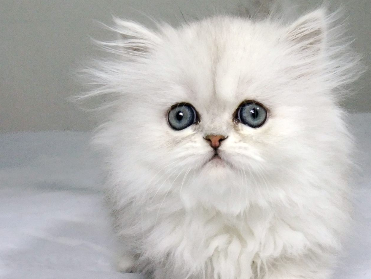 十二星座的专属萌宠,狮子座尊贵,双鱼座华丽,双子座的是什么