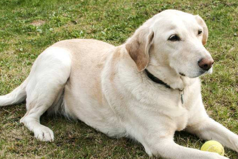 铲屎官公认几种最好饲养的狗狗,其中有金毛,图4很少有人愿意养