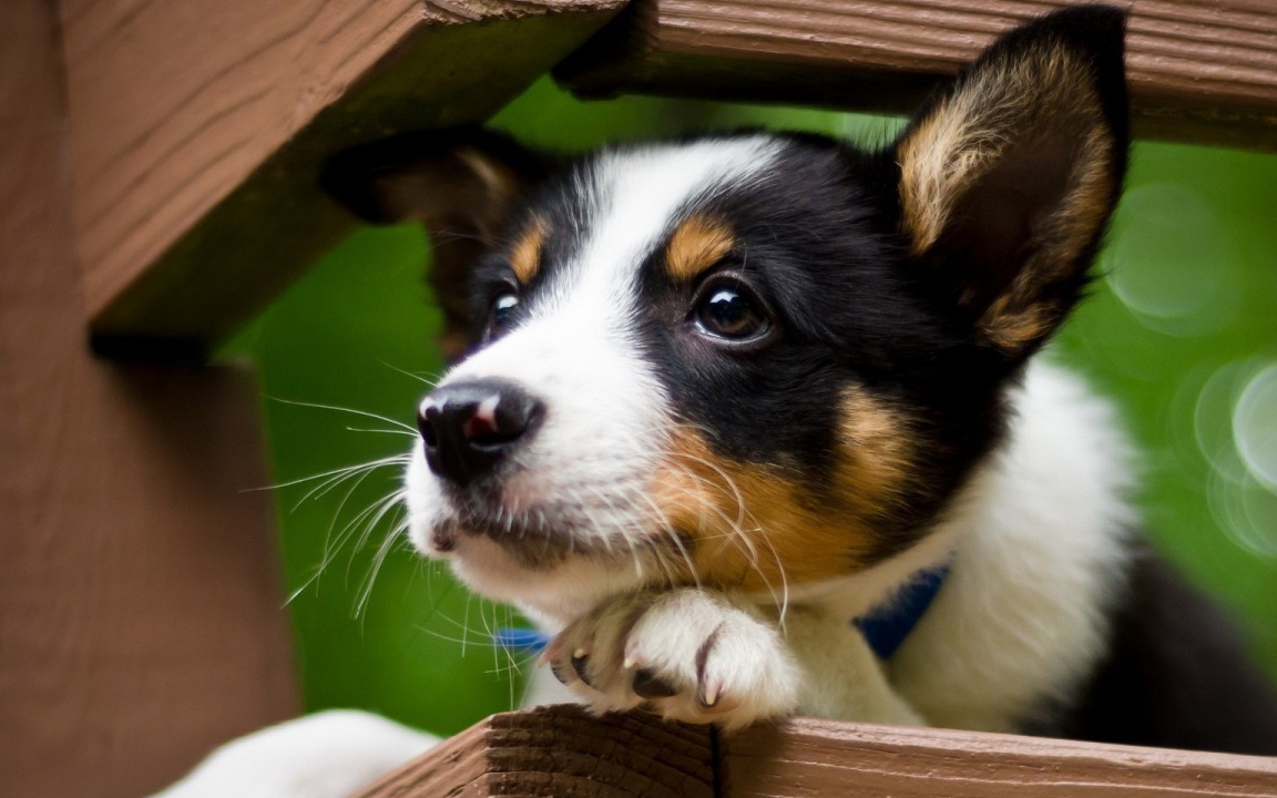 宠物小知识:稍加训练就能变成超级狗狗,这么聪明的狗狗你喜欢吗