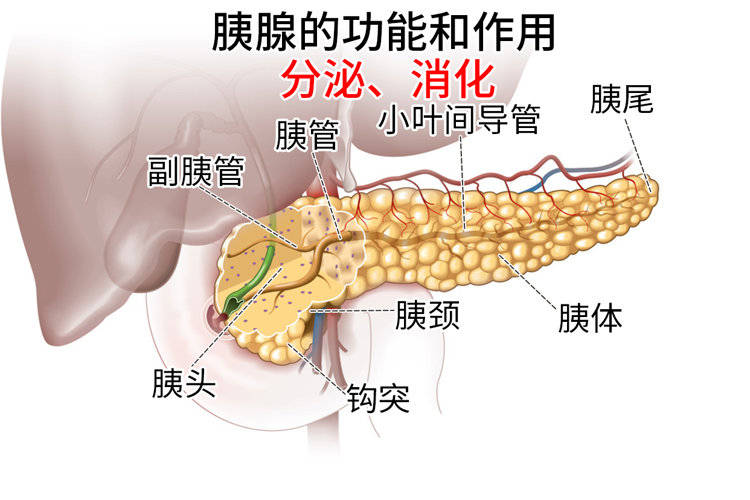 胰腺癌为什么被称为癌症之王(胰腺癌5个征兆有哪些)