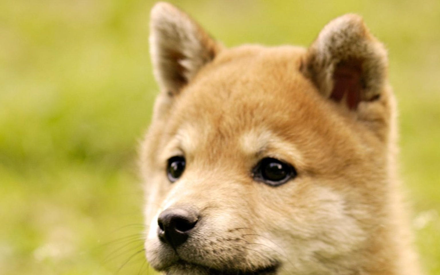 宠物小知识:稍加训练就能变成超级狗狗,这么聪明的狗狗你喜欢吗