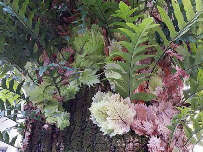 生长在树干上的野草,根部像极了生姜,是民间的一大良药