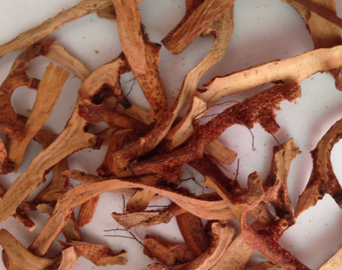 生长在树干上的野草,根部像极了生姜,是民间的一大良药