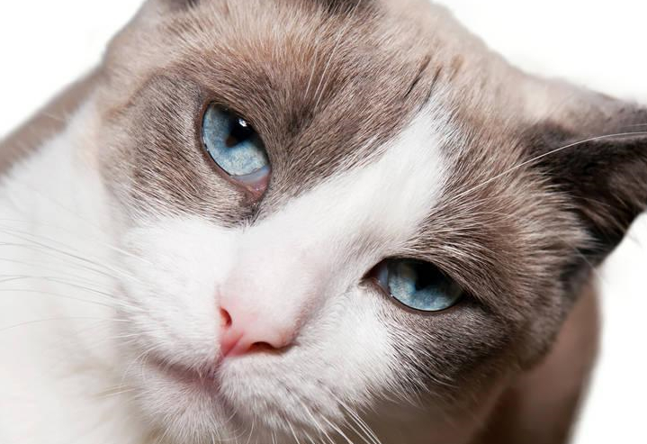 人们想要宠物,找到狗的障碍,然后得到一只猫.