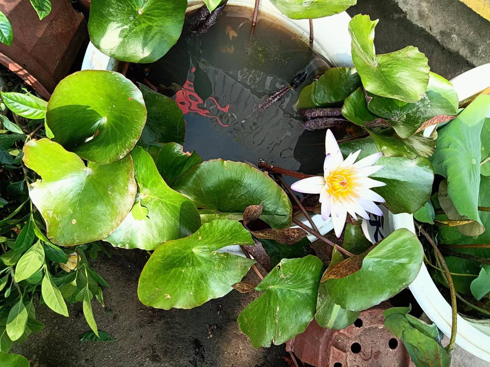 春风吹醒睡莲,夏天要来了