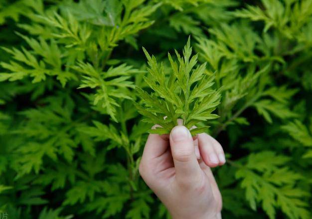 4大好处你或许不知道_头皮_头发_功效