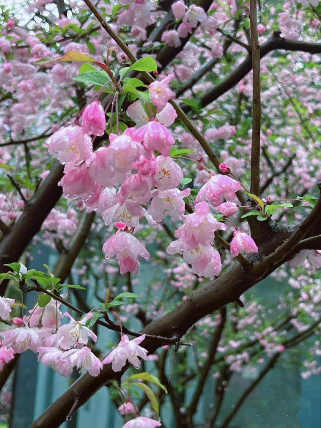 云南一花色超美的花,不愧为"百花之尊"