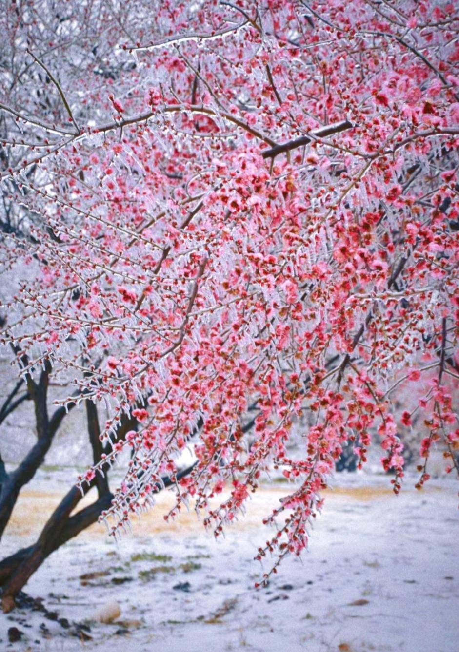 莳出锦梅花开花图片图片