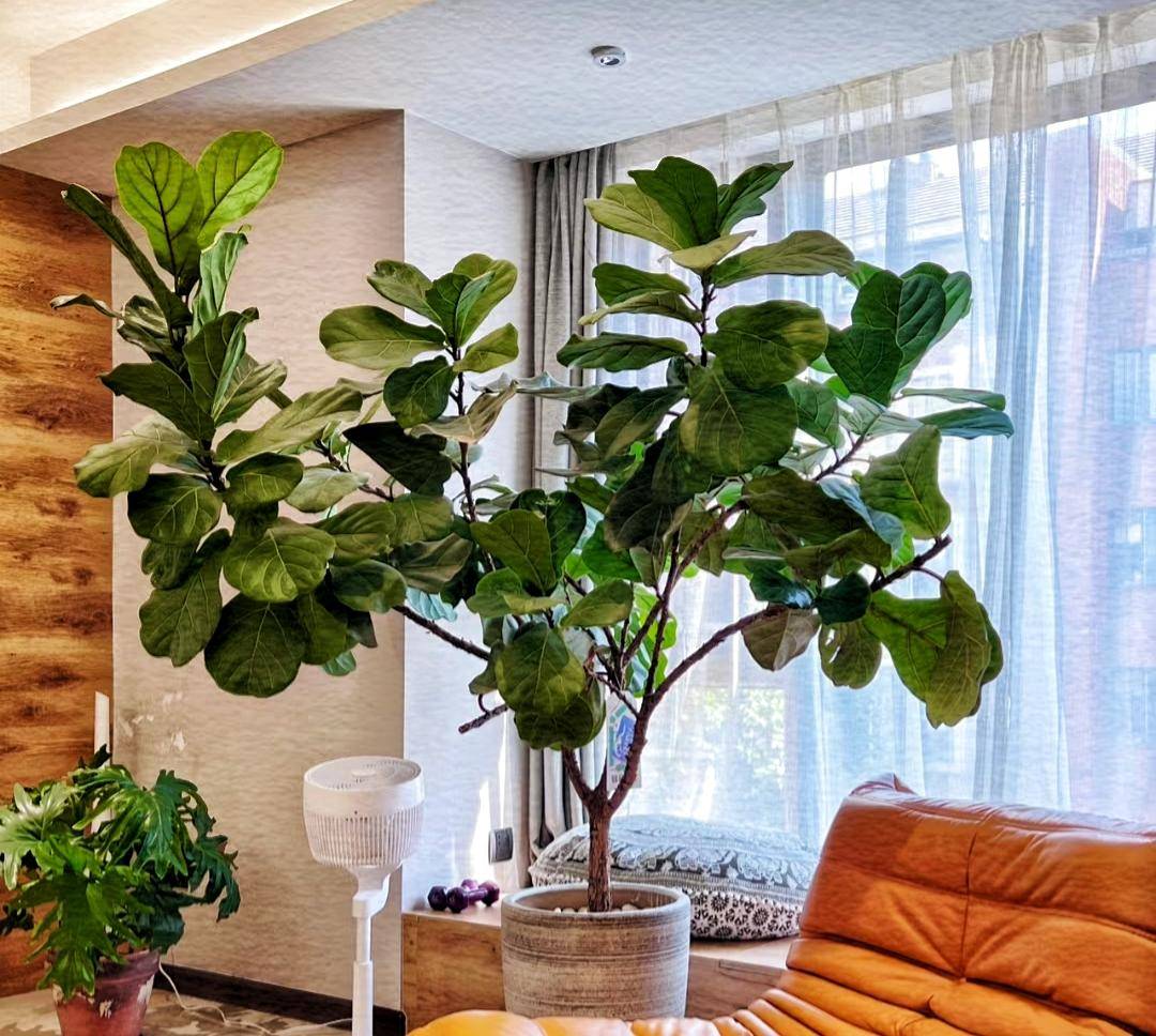 11种在室内超好养活的绿植发现分享