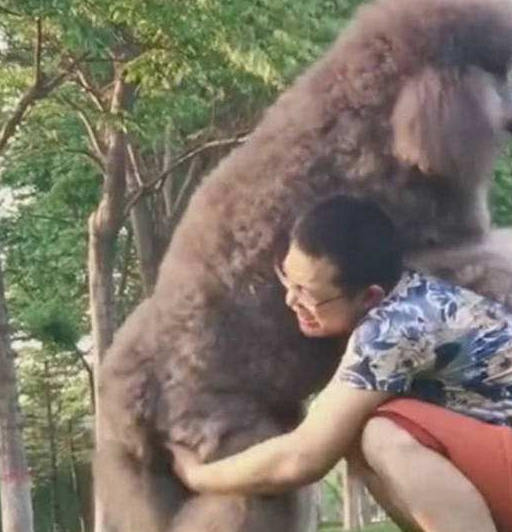 男子骑车载着巨型泰迪走红,只因造型太拉风,网友:家里啥条件?