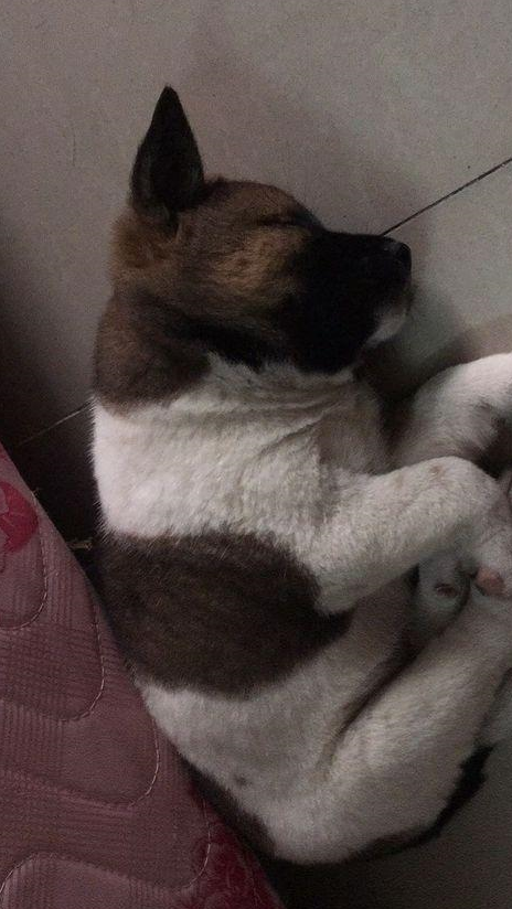 小奶狗瘫睡在路边不省人事,女孩以为快挂了,医生的话让她很无语