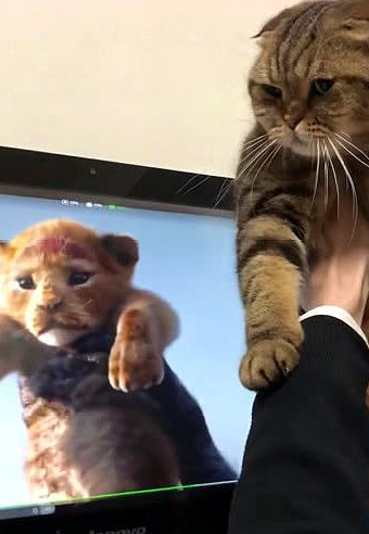 两只猫咪模仿狮子王,表情神同步,网友笑喷"戏精"出没,请注意
