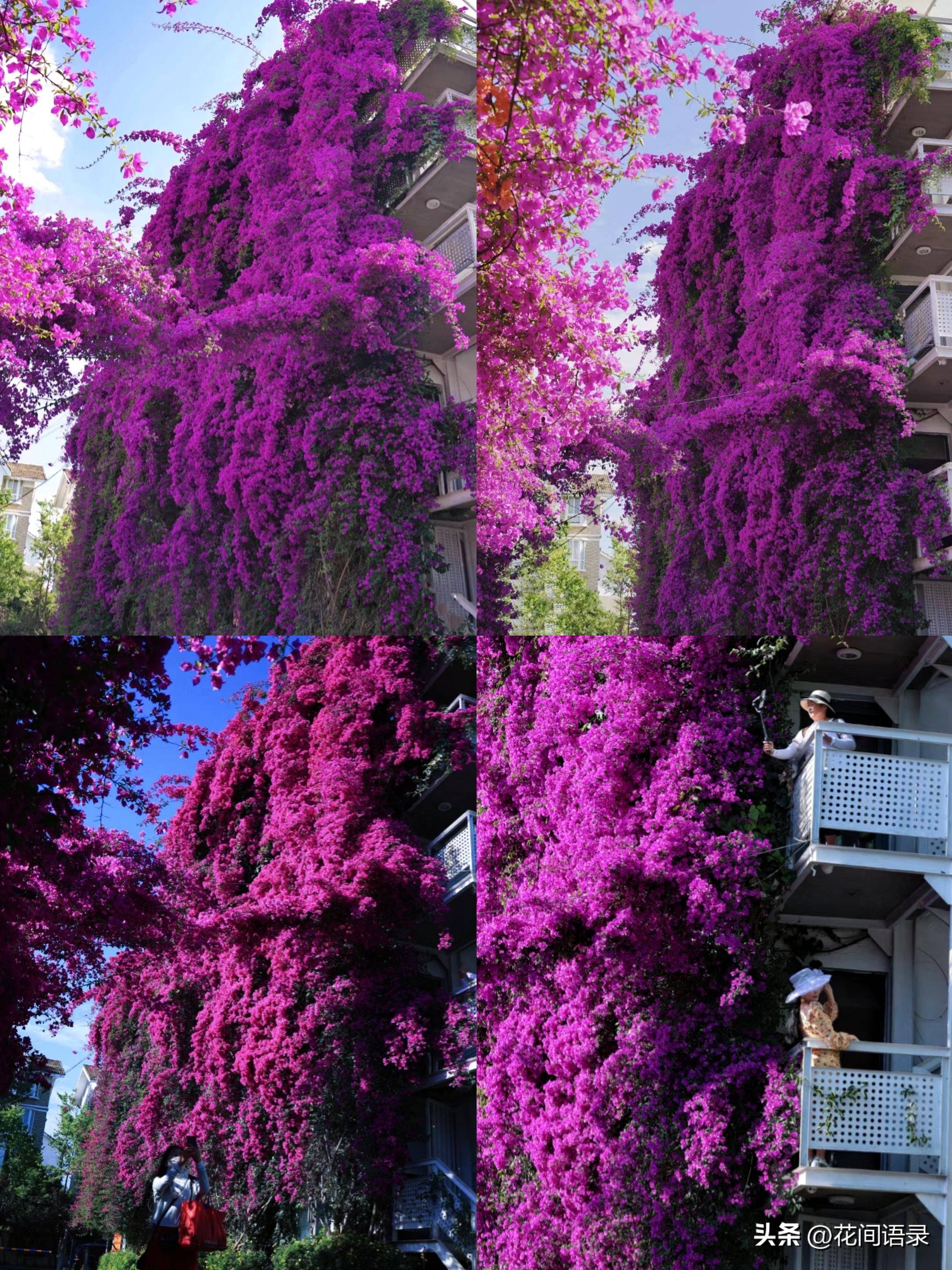 html之前大家被深圳八层楼的三角梅惊艳,昆明这棵虽然只有五层楼高,但