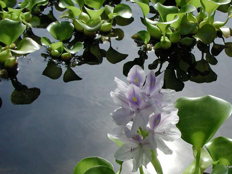 长在池塘里的"恶草",农民一见就拔掉,如今却成极品养生野菜