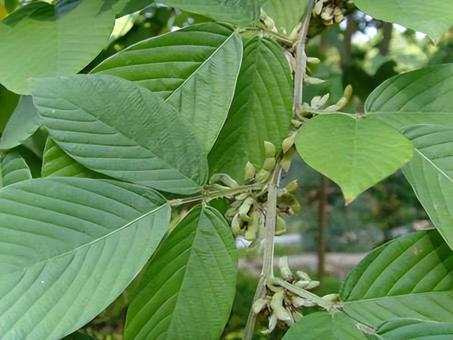 被撞伤后每天定时吃一种草,主人一查发现那草能治伤_植物_动物_中草药