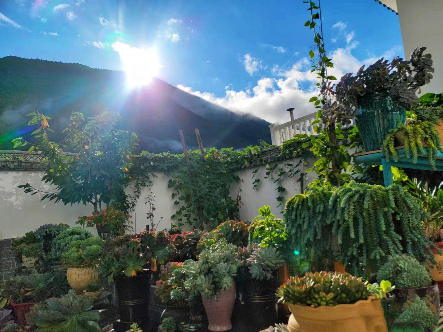 山里的一处多肉小院太美了