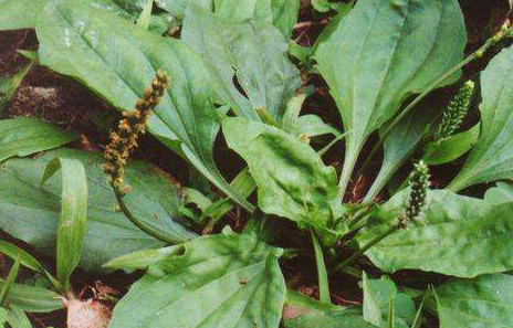 车前草是利水渗湿中药,主治:主小便不利,淋浊带下,水肿胀满,暑湿泻痢