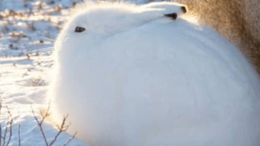 北极巨兔衣服图片